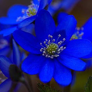 Meet your Posher, Ashlyn